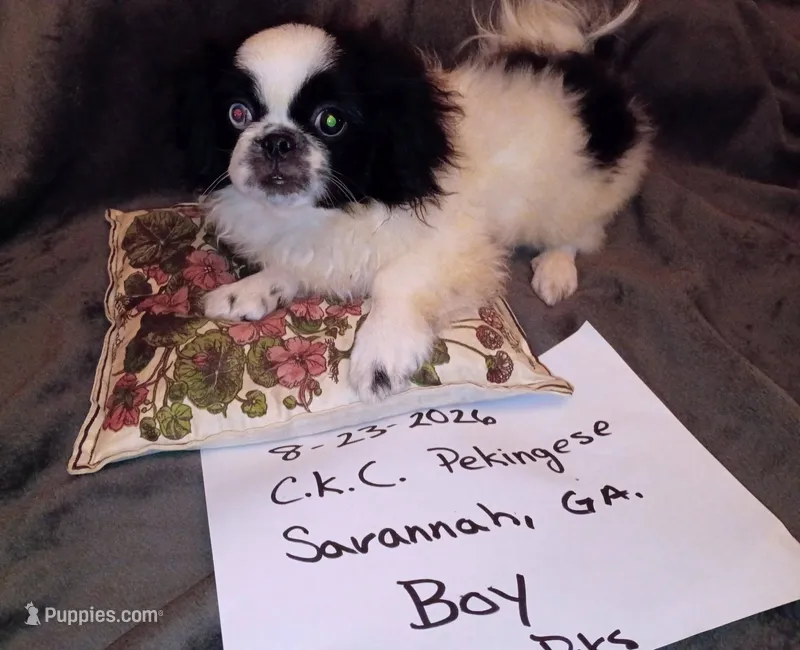 Keagan – Pekingese puppy for sale in Savannah, GA