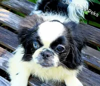 Johnathan, a male Pekingese for sale in Savannah, GA – 2 of 6