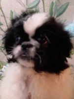 David, a male Pekingese for sale in Savannah, GA – 2 of 3