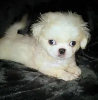 Michael, a male Pekingese for sale in Savannah, GA – 2 of 3