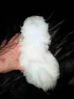 Michael, a male Pekingese for sale in Savannah, GA – 3 of 3