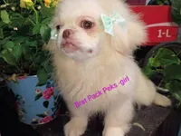 Candace, a male Pekingese for sale in Savannah, GA – 2 of 4