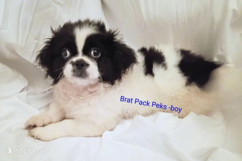 Lawless – Pekingese puppy for sale in Savannah, GA