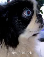 Johnathan, a male Pekingese for sale in Savannah, GA – 4 of 6