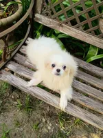 Michael, a male Pekingese for sale in Savannah, GA – 1 of 3