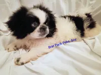 Johnathan, a male Pekingese for sale in Savannah, GA – 3 of 5