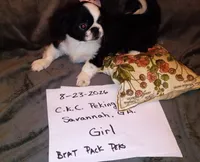 Stevie, a female Pekingese for sale in Savannah, GA – 4 of 5