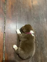 Pink, a female Australian Shepherd for sale in Greenwood, ME – Photo 3 of 3