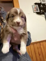 Pink, a female Australian Shepherd for sale in Greenwood, ME – Photo 1 of 3