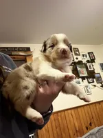 Yellow, a female Australian Shepherd for sale in Greenwood, ME – Photo 2 of 4
