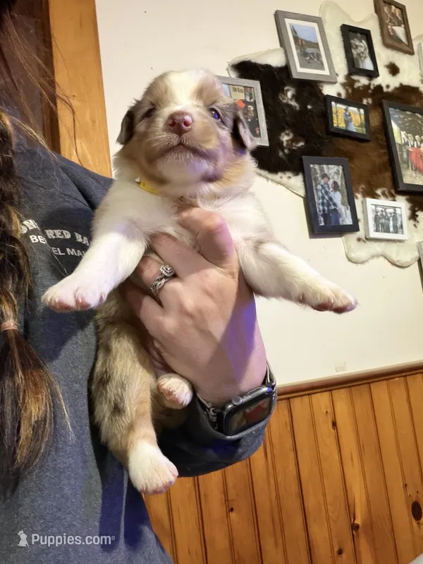 Yellow – Australian Shepherd puppy for sale in Greenwood, ME