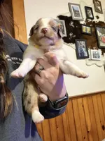 Yellow, a female Australian Shepherd for sale in Greenwood, ME – Photo 1 of 4