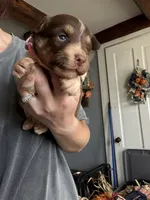 Pink, a female Australian Shepherd for sale in Greenwood, ME – 1 of 2
