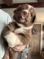 Purple , a female Australian Shepherd for sale in Greenwood, ME – 3 of 4