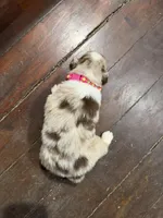 Pink, a female Australian Shepherd for sale in Greenwood, ME – Photo 2 of 2