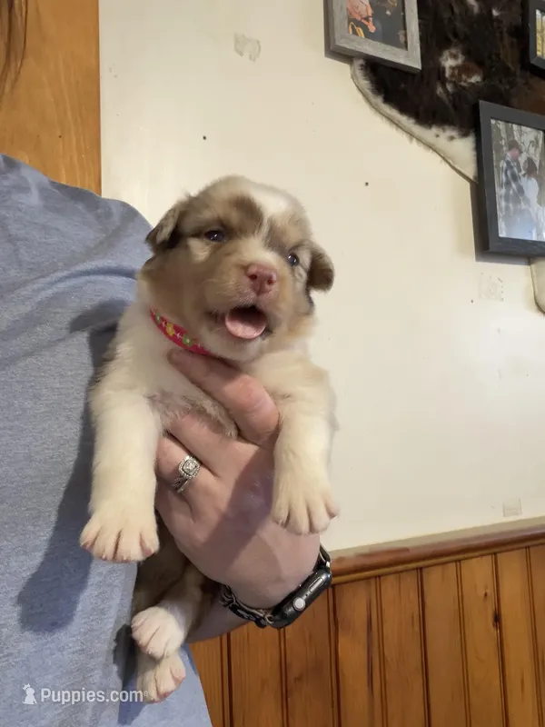 Pink – Australian Shepherd puppy for sale in Greenwood, ME