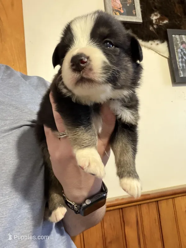 Black – Australian Shepherd puppy for sale in Greenwood, ME