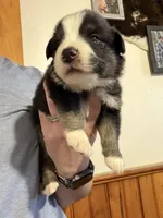 Black, a male Australian Shepherd for sale in Greenwood, ME – Photo 1 of 2