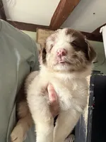 Pink, a female Australian Shepherd for sale in Greenwood, ME – 2 of 4