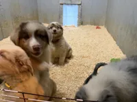 Pink, a female Australian Shepherd for sale in Greenwood, ME – 4 of 6