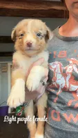Light purple, a female Australian Shepherd for sale in Greenwood, ME – 1 of 1