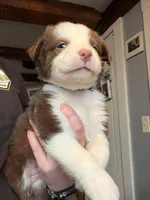 Black , a male Australian Shepherd for sale in Greenwood, ME – Photo 3 of 5