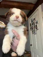 Black , a male Australian Shepherd for sale in Greenwood, ME – Photo 4 of 5