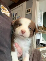 Black , a male Australian Shepherd for sale in Greenwood, ME – Photo 2 of 5