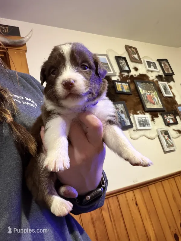 Purple  – Australian Shepherd puppy for sale in Greenwood, ME