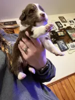 Purple , a female Australian Shepherd for sale in Greenwood, ME – Photo 2 of 4