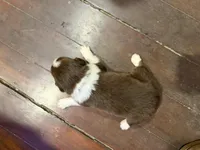 Purple , a female Australian Shepherd for sale in Greenwood, ME – Photo 4 of 4