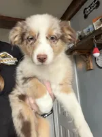 Red, a male Australian Shepherd for sale in Greenwood, ME – Photo 1 of 5