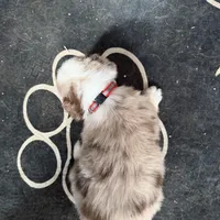 Red, a male Australian Shepherd for sale in Greenwood, ME – Photo 5 of 5