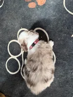 Red, a male Australian Shepherd for sale in Greenwood, ME – Photo 3 of 3