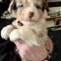 Red, a male Australian Shepherd for sale in Greenwood, ME – Photo 3 of 5