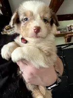 Red, a male Australian Shepherd for sale in Greenwood, ME – Photo 1 of 3