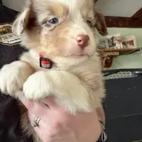 Red, a male Australian Shepherd for sale in Greenwood, ME – Photo 4 of 5