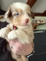 Red, a male Australian Shepherd for sale in Greenwood, ME – Photo 2 of 3