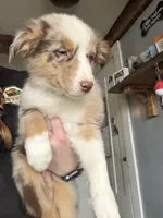 Red, a male Australian Shepherd for sale in Greenwood, ME – Photo 2 of 5