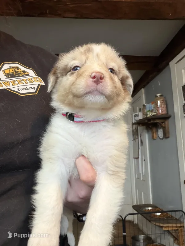Pink , a female Australian Shepherd for sale in Greenwood, ME – Photo 1 of 2