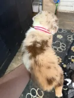 Pink , a female Australian Shepherd for sale in Greenwood, ME – Photo 2 of 2