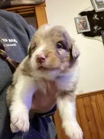 Light Blue, a female Australian Shepherd for sale in Greenwood, ME – Photo 2 of 4