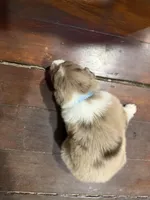 Light Blue, a female Australian Shepherd for sale in Greenwood, ME – Photo 3 of 4