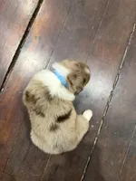 Light Blue, a female Australian Shepherd for sale in Greenwood, ME – Photo 4 of 4