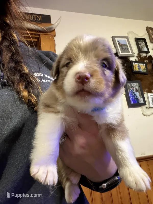 Light Blue – Australian Shepherd puppy for sale in Greenwood, ME