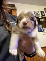 Light Blue, a female Australian Shepherd for sale in Greenwood, ME – Photo 1 of 4