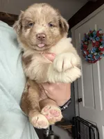 Red, a female Australian Shepherd for sale in Greenwood, ME – 2 of 4