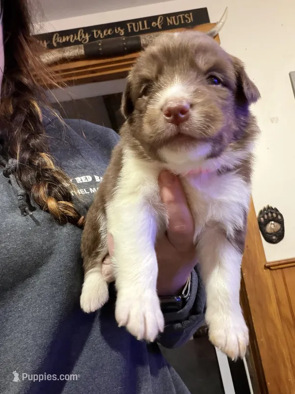 Light Pink – Australian Shepherd puppy for sale in Greenwood, ME