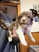 Light Pink, a female Australian Shepherd for sale in Greenwood, ME – Photo 2 of 4