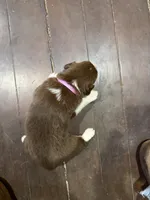 Light Pink, a female Australian Shepherd for sale in Greenwood, ME – Photo 3 of 4